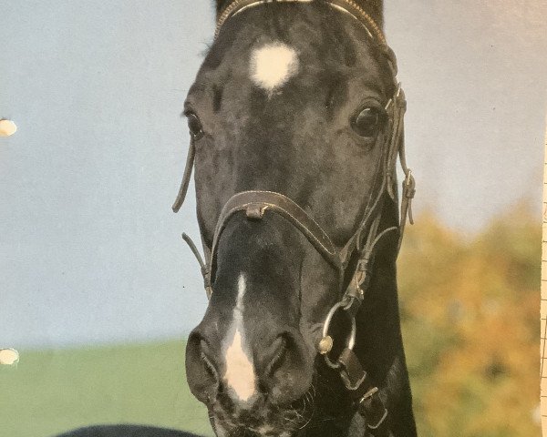 stallion Raminus (Hessian Warmblood, 1985, from Ramiro's Son I)