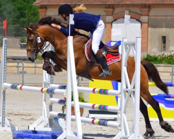 stallion Tawanka Dansant (Connemara Pony, 2007, from Licken Perfect)