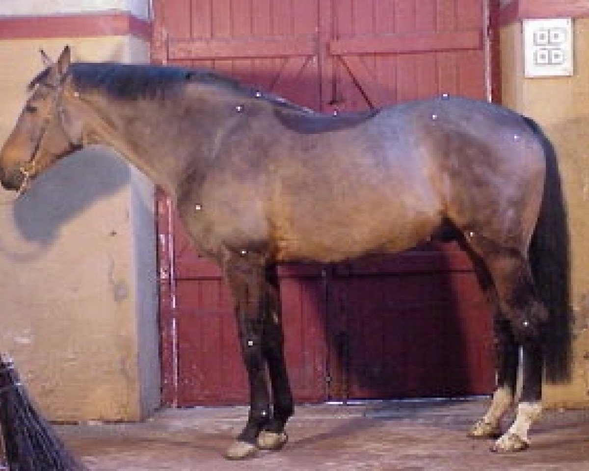 stallion Rubis Rouge (Selle Français, 1983, from Jalisco B)