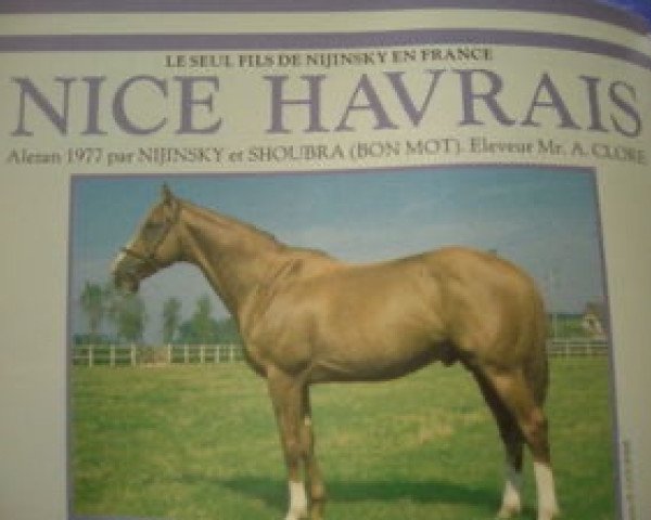 stallion Nice Havrais xx (Thoroughbred, 1977, from Nijinsky xx)