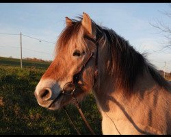 horse Nuro (Fjord Horse, 2016, from Njord Halsnæs)