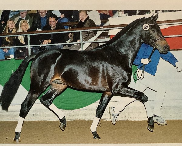 stallion Rapolino (Westphalian, 2000, from Rockwell)
