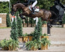 jumper Qasama du Buisson Z (Zangersheide riding horse, 2009, from Quartz 7)