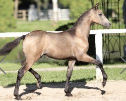 horse Gwendolyn (German Riding Pony, 2023, from Ankumshof Kensington)