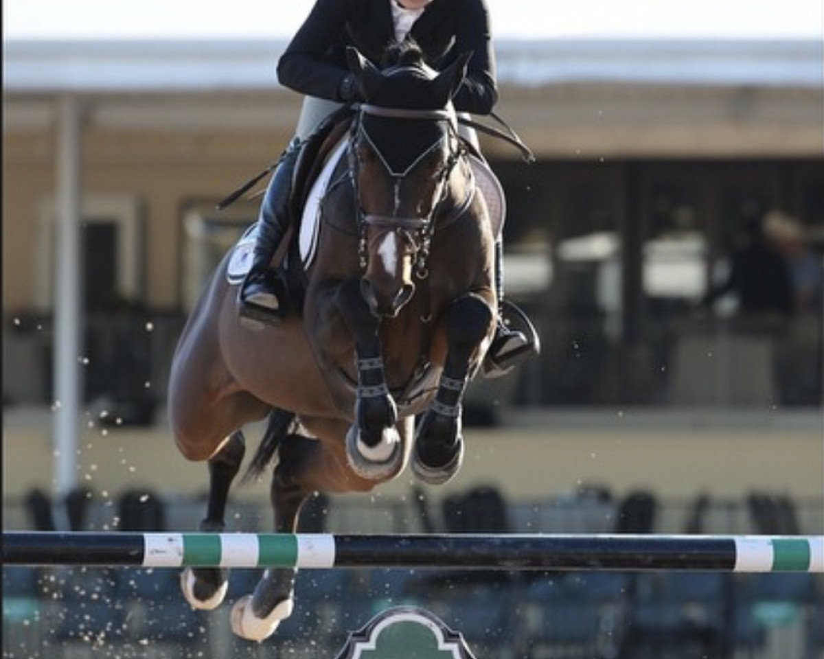 Deckhengst Avantos (KWPN (Niederländisches Warmblut), 2005, von Mermus R)