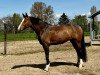 dressage horse Quiietschbunt (Hanoverian, 2017, from Quotenkönig 2)