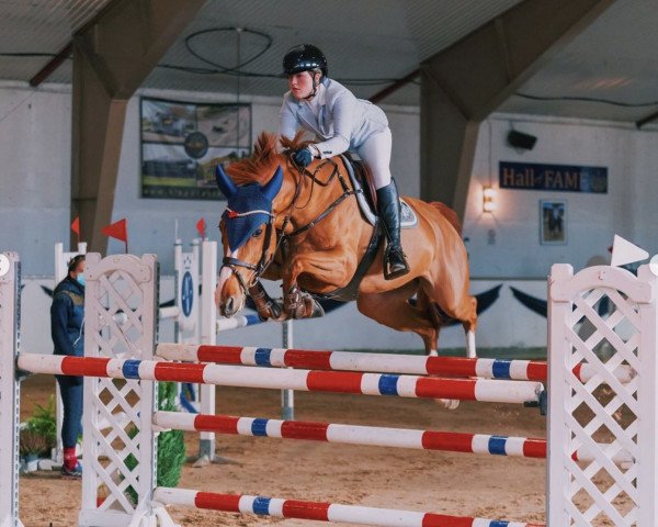 jumper Hg's Joy (anglo european sporthorse, 2014, from Billy Congo)