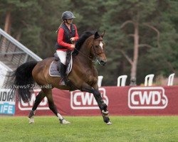 broodmare Azur Rumel (Selle Français, 2010, from Sandro Boy)