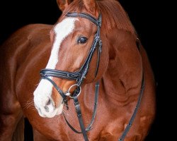 horse Gaili (Czech Warmblood, 2013, from Genius Lysak)