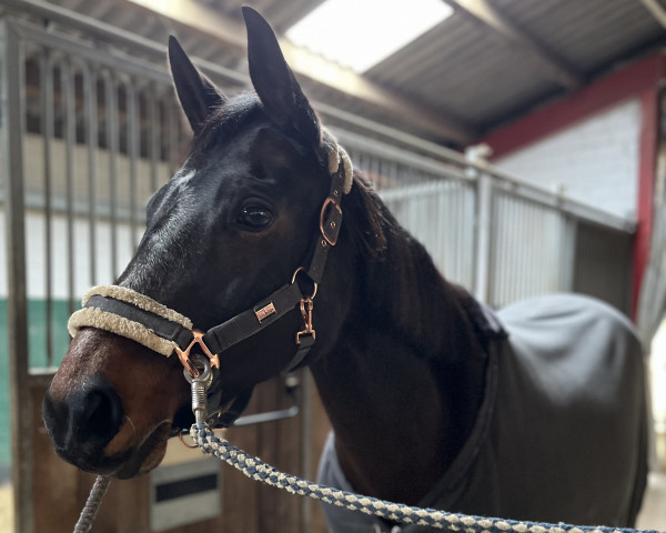 jumper Galuna (German Riding Pony, 2005, from Upan's Diamond AA)