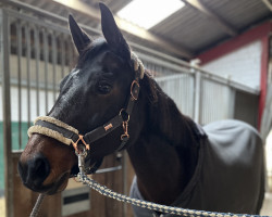 Springpferd Galuna (Deutsches Reitpony, 2005, von Upan's Diamond AA)