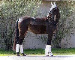 dressage horse Flying Hirsch (Westphalian, 2017, from Fashion Maker)