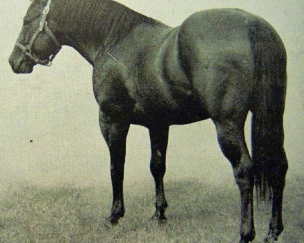 stallion Starway (Quarter Horse, 1939, from Oklahoma Star)