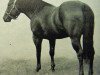 Deckhengst Starway (Quarter Horse, 1939, von Oklahoma Star)