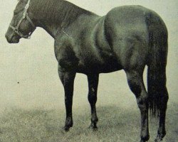 Deckhengst Starway (Quarter Horse, 1939, von Oklahoma Star)