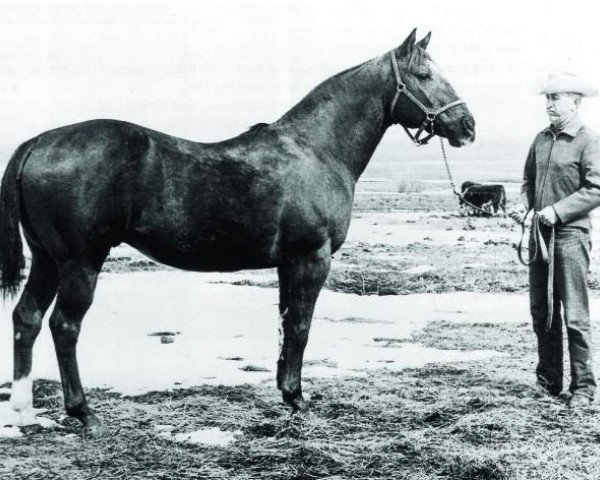 stallion Bar Nothing Springer (Quarter Horse, 1944, from Bartender)