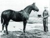 stallion Bar Nothing Springer (Quarter Horse, 1944, from Bartender)