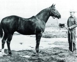 stallion Bar Nothing Springer (Quarter Horse, 1944, from Bartender)