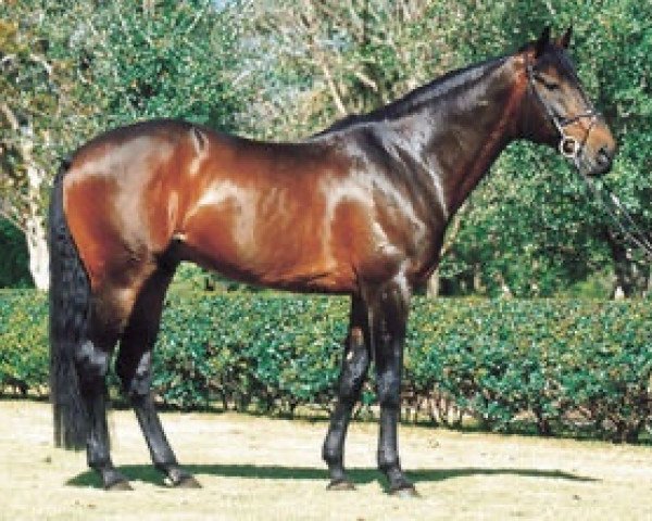stallion Risueno La Silla (Mexican Riding Horse, 1982, from Orensano xx)