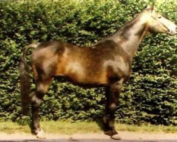 stallion Kan Viens Tu (Selle Français, 1976, from Nankin)