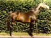 stallion Kan Viens Tu (Selle Français, 1976, from Nankin)