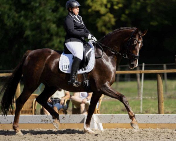 dressage horse Zanches (KWPN (Royal Dutch Sporthorse), 2013, from Zardando)