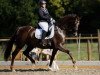 dressage horse Zanches (KWPN (Royal Dutch Sporthorse), 2013, from Zardando)