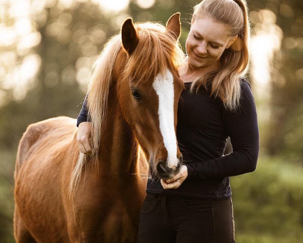 horse Constars Nesquick (German Riding Pony, 2021, from Constars Tiramisu)