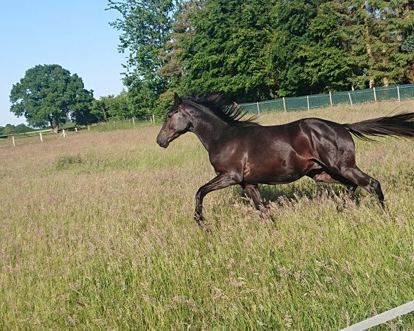 dressage horse Tilion (Trakehner, 2021, from Integer)