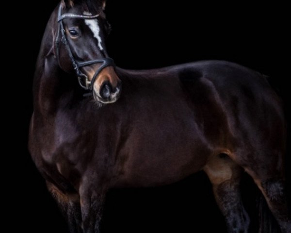 broodmare Lady Samba (German Sport Horse, 2015, from Pacelli W)