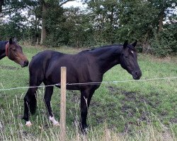 broodmare Geisha K (Little German Riding Horse, 2020, from Feuerwerk)