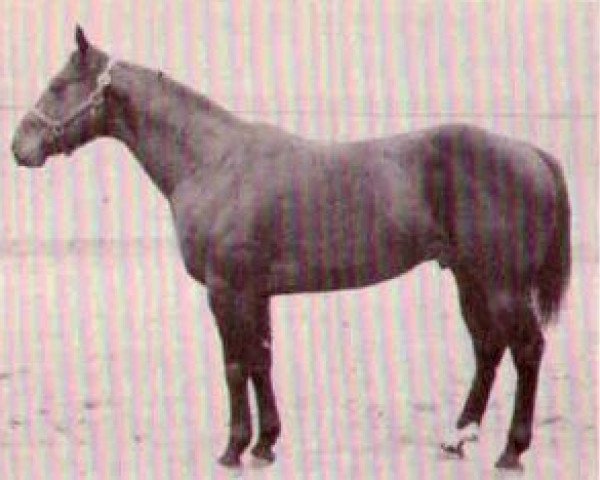 stallion Wayward Win (Quarter Horse, 1956, from Wayward Irving)