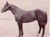 Deckhengst Wayward Win (Quarter Horse, 1956, von Wayward Irving)