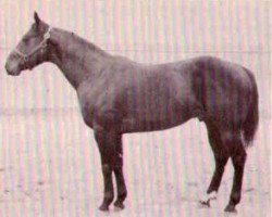 Deckhengst Wayward Win (Quarter Horse, 1956, von Wayward Irving)