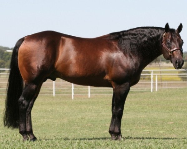 Deckhengst Banjo Whiz (Quarter Horse, 1998, von Topsail Whiz)