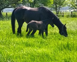 broodmare Solaluna xx (Thoroughbred,  , from Liquido xx)