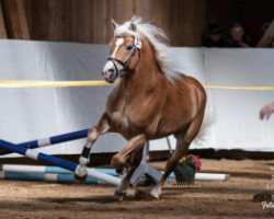 stallion Sonnenkönig-Gold (Edelbluthaflinger, 2015, from Sammi (6,25% ox))