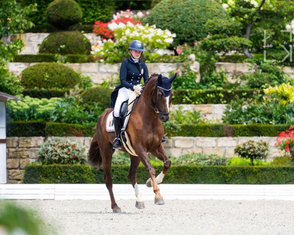 dressage horse Fior Da Liso (Westphalian, 2012, from Floribot)