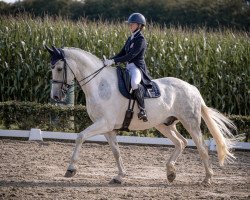 dressage horse Elvis 275 (unknown, 2012)