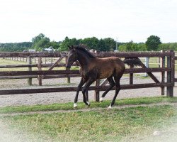 dressage horse Valerio (Trakehner, 2022, from Ovaro)