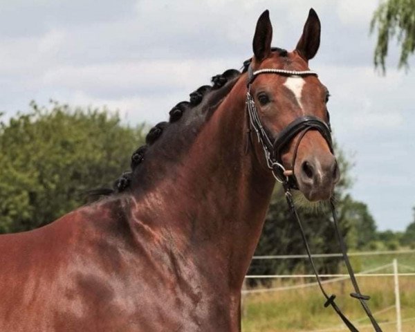 broodmare Frou-Frou-A (Belgium Sporthorse, 2011, from Galliani Biolley)