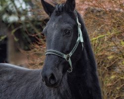 broodmare Noir C-Two (Belgium Sporthorse, 2018, from Negro)