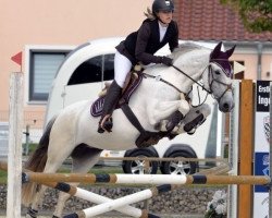 jumper Askina 8 (Irish horse, 2016, from Unbekannt IR)