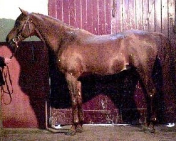 stallion Bogdan de Nautiac ox (Arabian thoroughbred, 1984, from Fawzan ox)