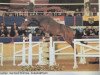 Pferd Rappallo Razzo (Bayer, 1997, von Romanoff J)