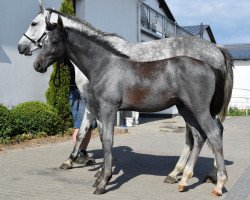 jumper Bicor (Oldenburg show jumper, 2023, from Pr.H. Bingo Boy)