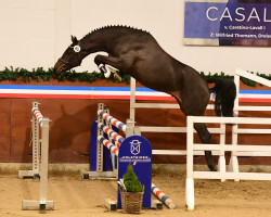 jumper Uluru (Holsteiner, 2021, from Uricas van de Kattevennen)