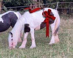 Pferd Mary-Kate (Tinker / Irish Cob / Gypsy Vanner, 2016)