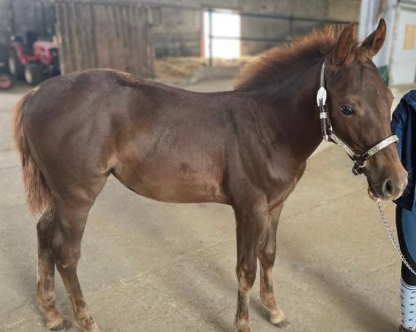 Pferd MD Mellos Golden Gun (Quarter Horse, 2023)