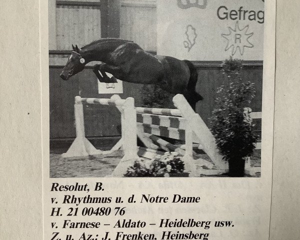 Deckhengst Resolut (Rheinländer, 1987, von Rhythmus)